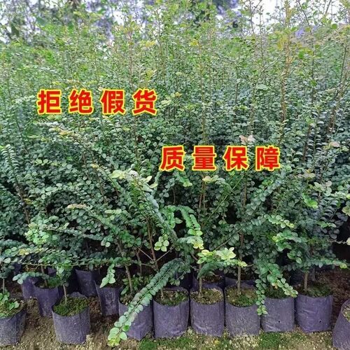 正宗小叶紫檀树苗木名贵细叶紫檀树苗珍稀盆景室内庭院四季常青 - 图0