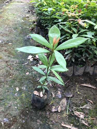 正宗四川金丝楠木树苗稀有名贵小叶桢楠树南北方庭院地栽盆栽常绿 - 图2