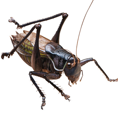 蝈蝈活鸣虫平谷巨型冬蝈蝈大号铁皮叫罐笼子点药,淘宝优惠券,粉丝福利购,淘宝优惠卷