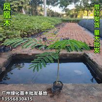 Phoenix Tree Small Fry Red Flowers Flowers Flowers in Courtyard Famous Scenic Trees Phoenix Wood Saplings All Season Greening Plant Potted Plants