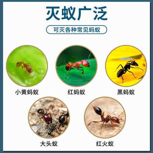 优可威蚂蚁药家用全强窝端效一名室内非无毒专用灭除小黄红黑旗舰 - 图1