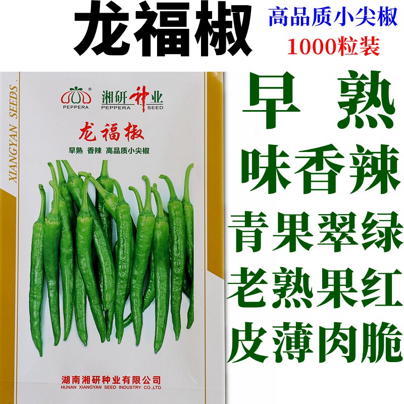 湘研高品质小尖椒樟树港辣椒龙福椒樟树港早熟味香辣皮薄肉脆_虎窝淘