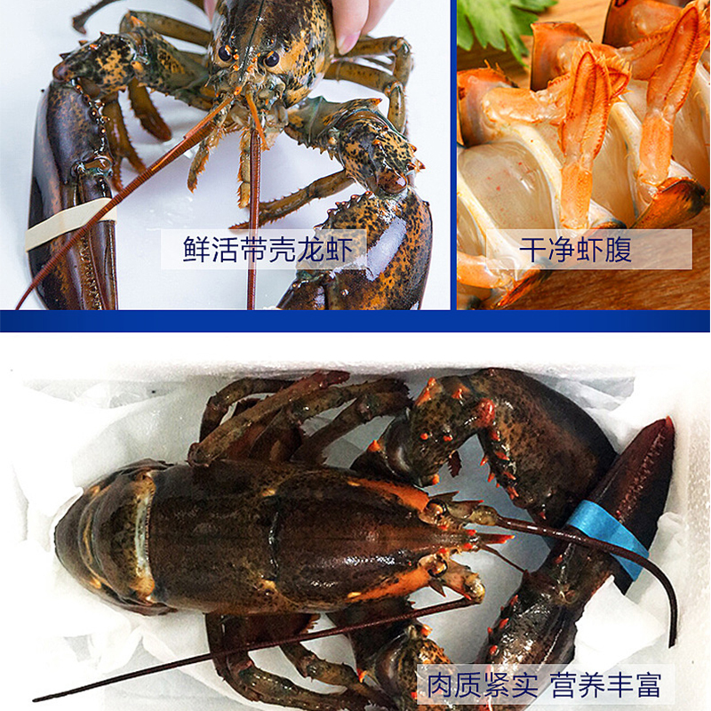 波士顿大龙虾鲜活波斯顿龙虾超大海鲜澳龙虾活体特大波龙鲜活虾 - 图0