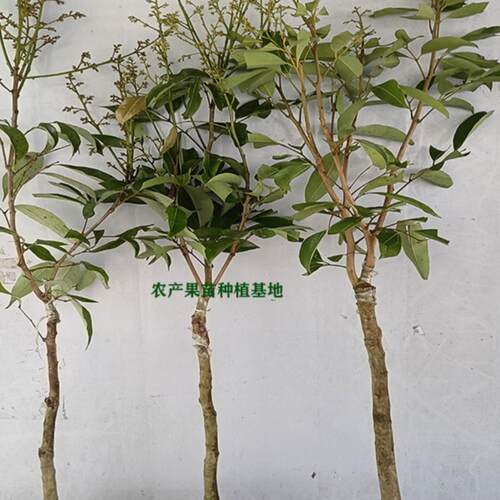 荔枝树苗带花荔枝苗冰荔桂味无核荔枝嫁接苗带土叶南方种植水果苗 - 图2