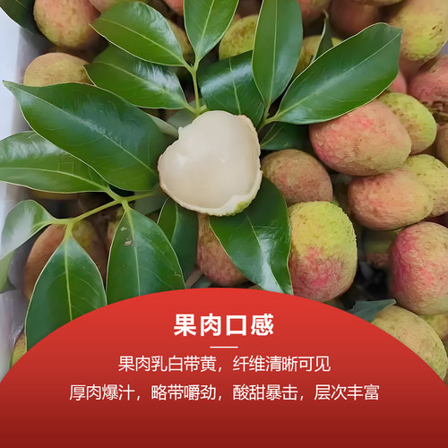 正宗增城仙进奉荔枝树苗 观音绿荔枝苗 广西嫁接苗盆栽当年结果 - 图3