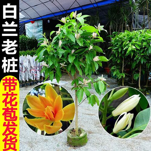玉兰花树苗黄角兰带花苞阳台庭院白兰花盆栽耐热绿植老桩植物花卉 - 图0