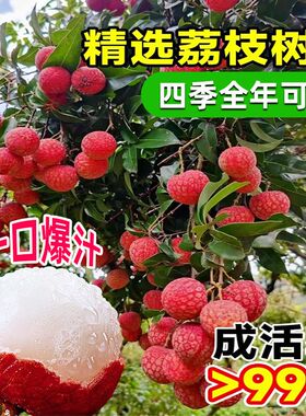 新品种海南荔枝王苗 火山岩荔枝王 无核荔枝果树苗 桂味荔枝树苗