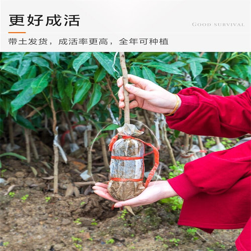 正宗增城仙进奉荔枝树苗 观音绿荔枝苗 广西嫁接苗盆栽当年结果 - 图0