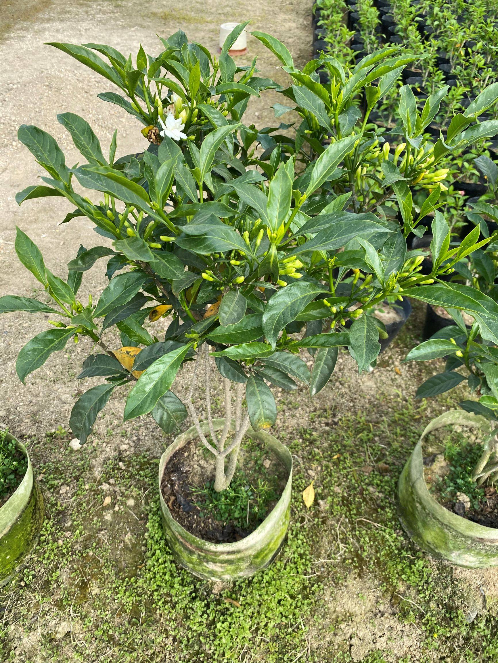 丁香花盆栽室内客厅办公室桌面好养花卉绿植盆景净化空气观花植物