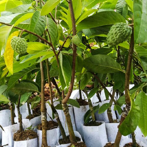 农科院释迦果苗南方种植台湾凤梨黄龙番荔枝佛头果树苗盆地栽种植 - 图2
