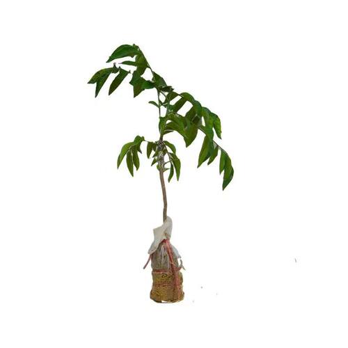 黄皮果苗大鸡心无核嫁接树苗阳台盆栽南北方种植庭院地栽当年结果 - 图3