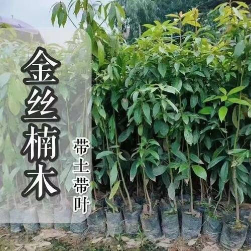 四川金丝楠木苗正宗金丝楠苗名贵小叶桢楠树苗金丝楠木苗楠木树苗 - 图0