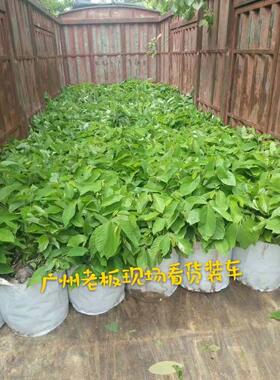 广东正宗嫁接台湾释迦苗番荔枝果树苗水果皇后凤梨佛陀苗当年结果