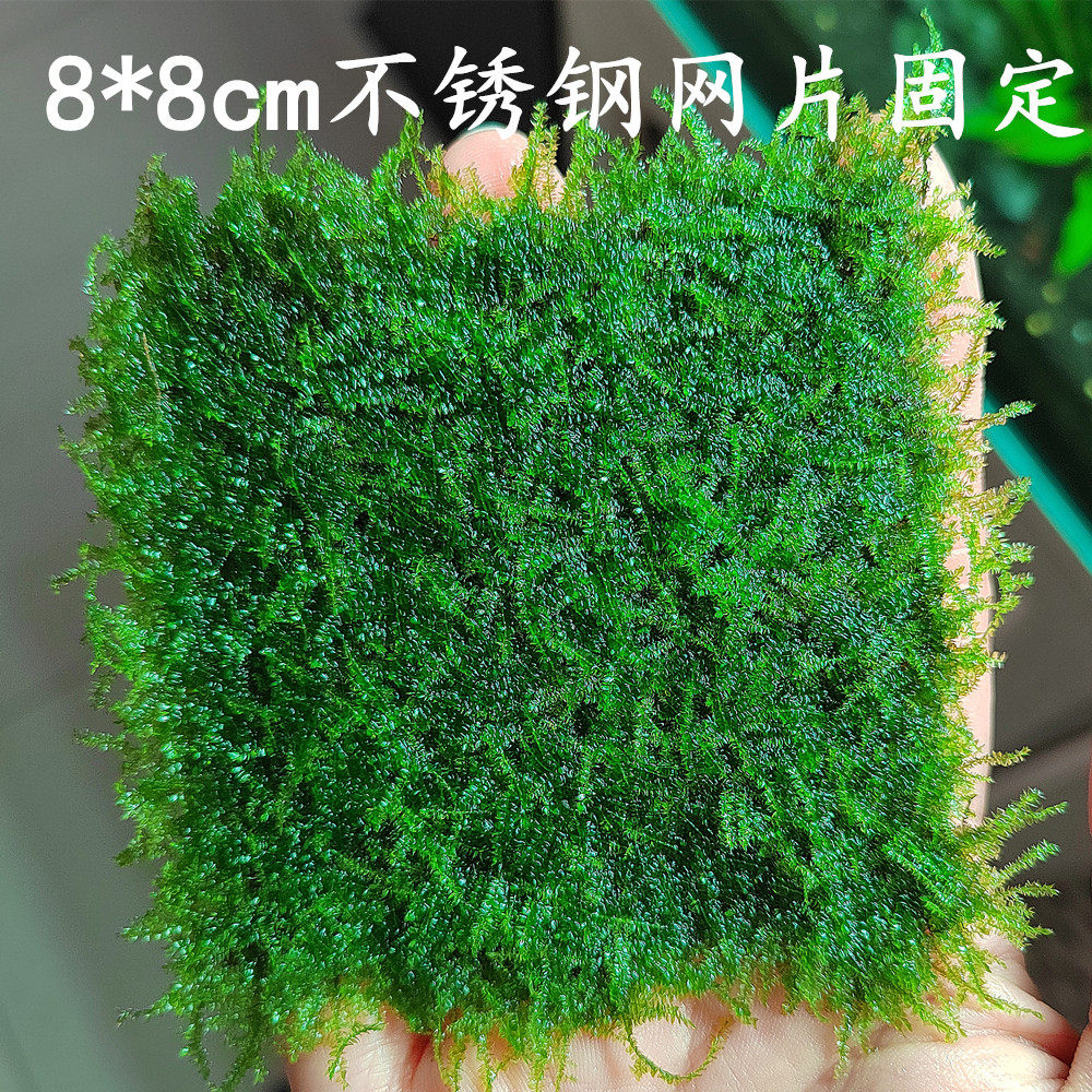 垂泪松茸水晶三角鹿角苔小美凤珊瑚莫斯鲜活水草阴性沉木水景造景 水草大师 淘优券