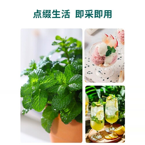 薄荷盆栽水培薄荷叶新鲜可食用迷迭香驱蚊植物室内绿植花卉柠檬草 - 图1
