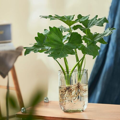 水培植物春羽盆栽绿植室内好养小天使水培龟背竹四季常绿春雨盆栽 - 图0