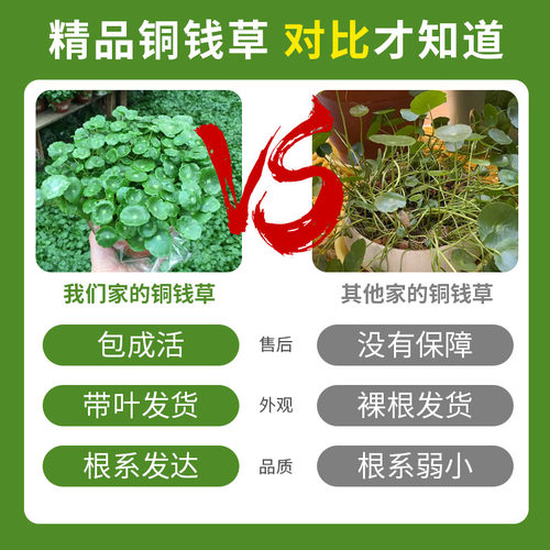 铜钱草小绿植水培植物水养草籽花卉室内盆栽金钱草四季好养活带叶 - 图0