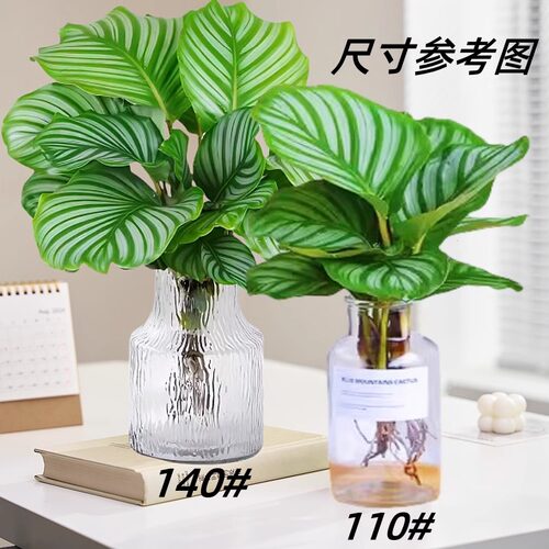 水培植物绿植青苹果竹芋翠叶竹芋四季常青室内办公桌净化 - 图2