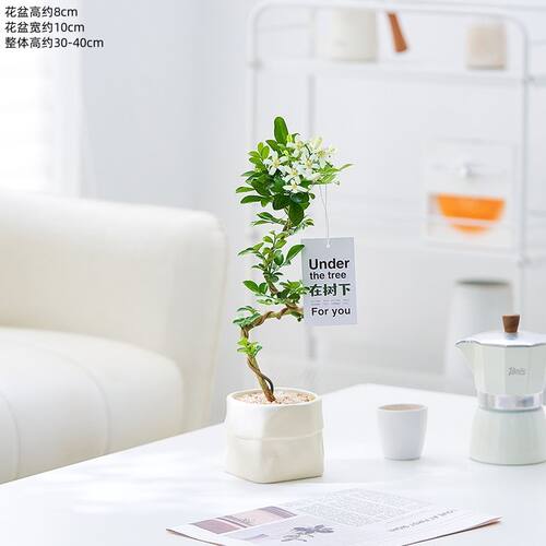 造型九里香盆栽办公室内桌面绿植茶几摆件开花情绪植物花卉 - 图2