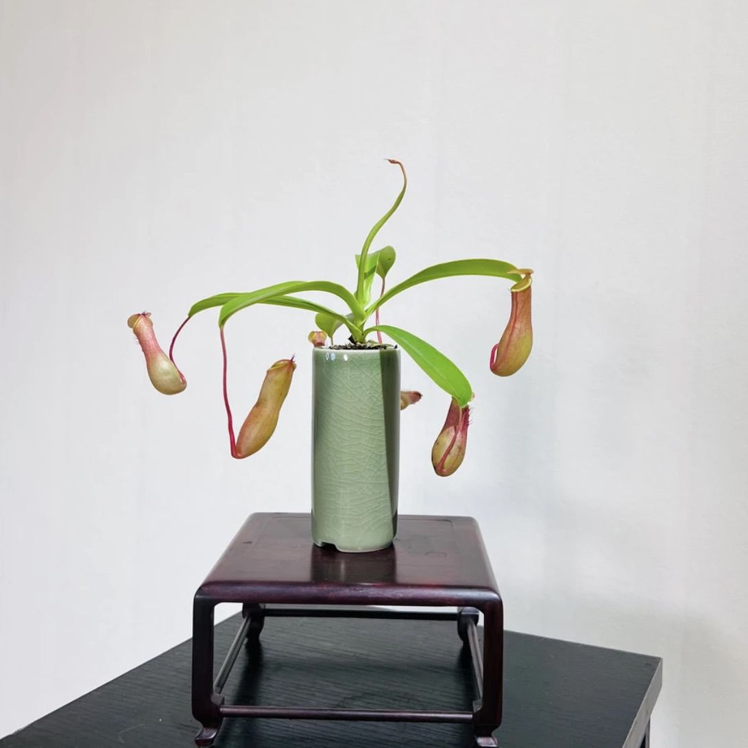 猪笼草桌面迷你绿植带猪笼食虫植物办公室内花卉绿植好养客厅招财 - 图0