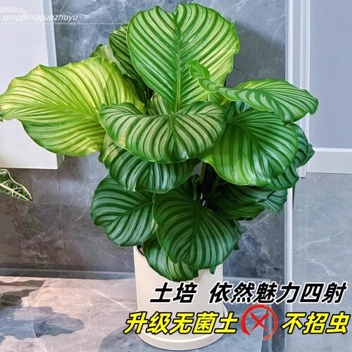 水培植物绿植青苹果竹芋翠叶竹芋四季常青室内办公桌净化 - 图1