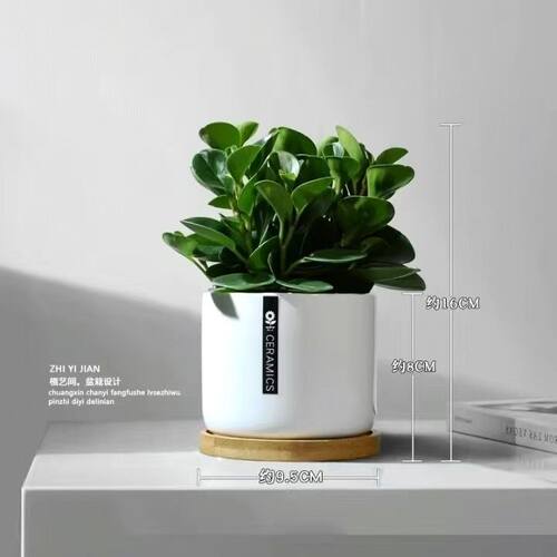 花卉盆栽植物室内四季易活轮叶豆瓣绿办公室绿植可爱盆栽植物耐阴 - 图3