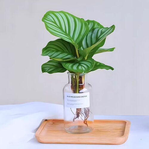 水培植物绿植青苹果竹芋翠叶竹芋四季常青室内办公桌净化 - 图3