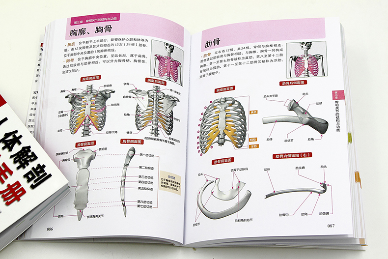 正版新书 3D人体解剖百科手册 人体解剖学彩色学图谱 物图谱解剖学医疗医学图谱入门书 西医解剖学外科医生学生用书 解剖学书籍 - 图3