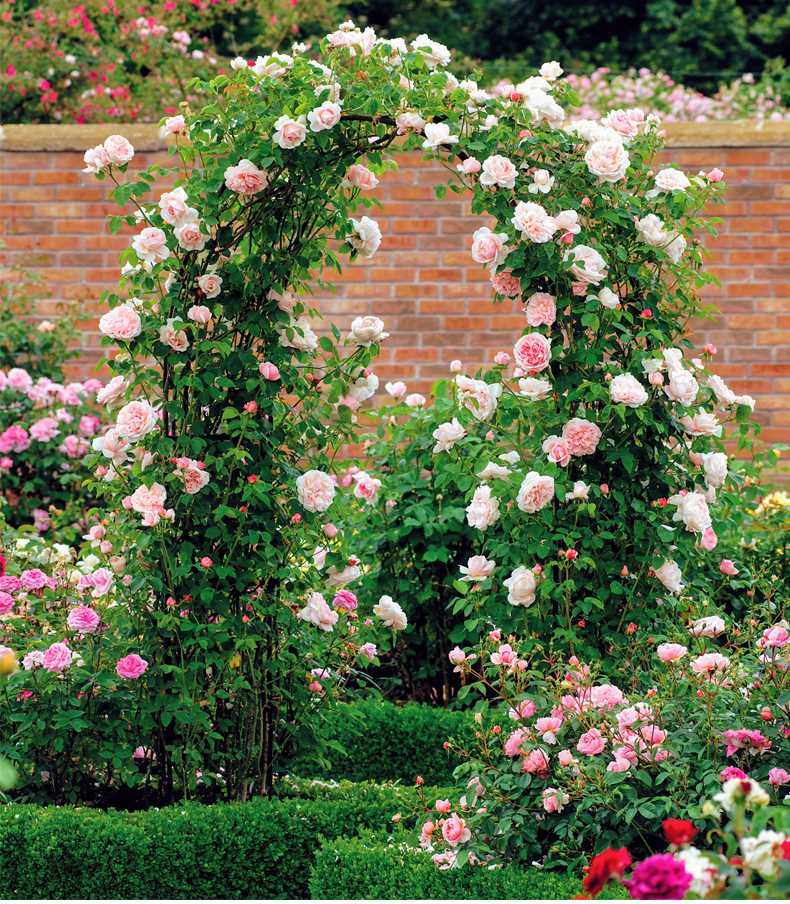 园艺拱门花架爬藤架月季铁线莲花园别墅拱形花架子户外庭院花支架