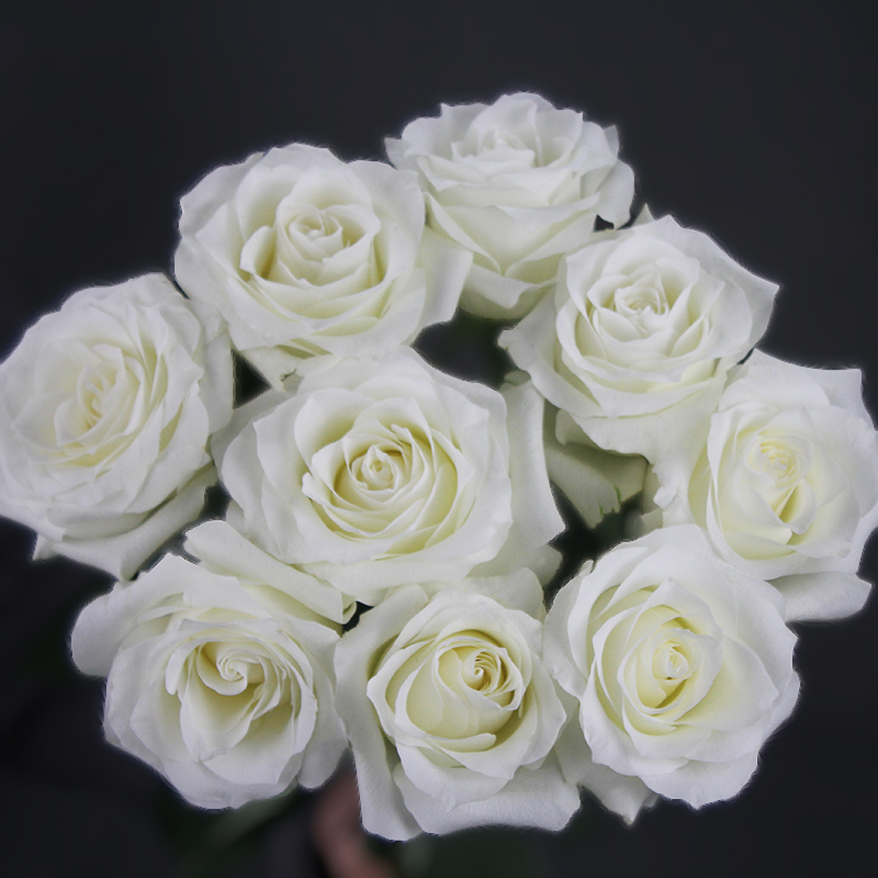 精选品质白色玫瑰骄傲 大白切坦尼克A级10支装家居办公水养鲜花 - 图1