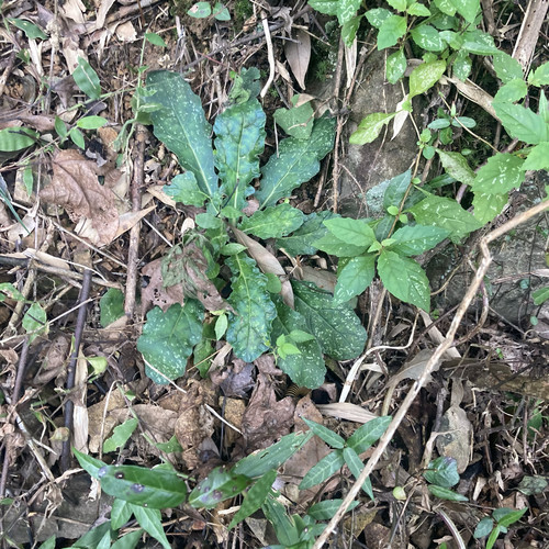 白毛夏枯草新鲜筋骨草苦草金疮小草破退散血草苗干白头翁散降血汤 - 图0