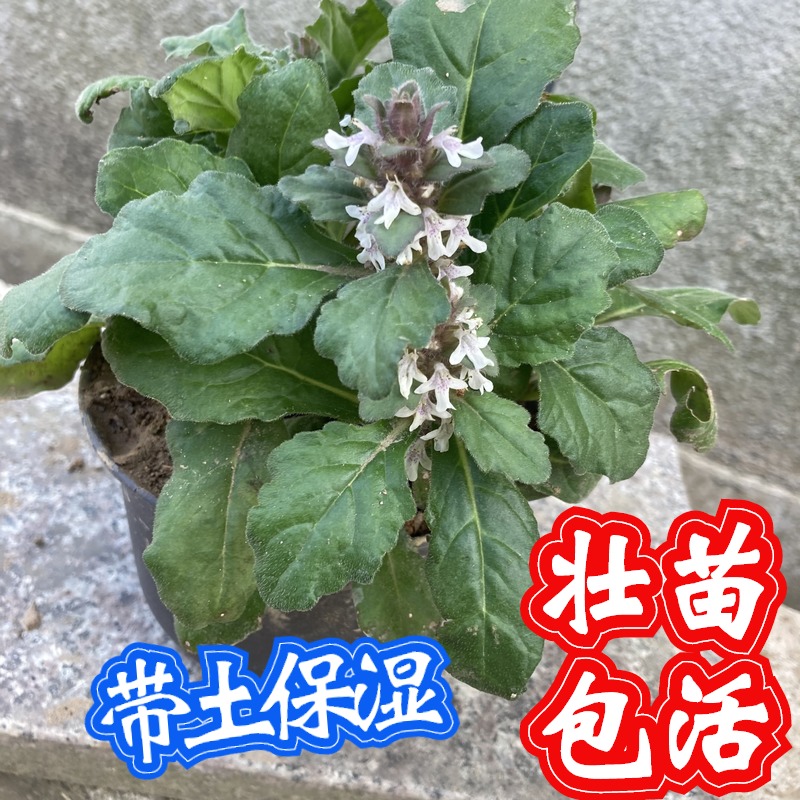 筋骨草苗盆栽散血草苗苦草苗苦地胆苗破血丹苗白毛夏枯草苗种植物 爱鉴花智能清新生活