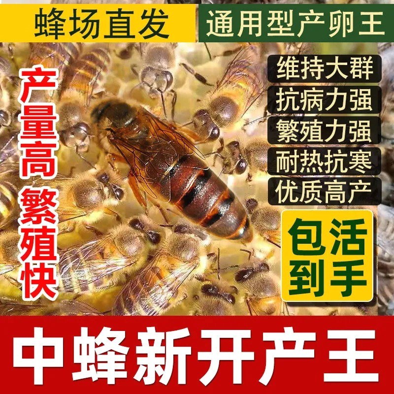 中蜂王种王蜜蜂产卵王活体强群王阿坝纯种土蜂王交尾包活新开产王-图0