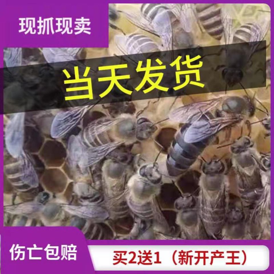 『现抓现卖』中蜂蜂王新开产卵子土蜂王种王阿坝带强群买二送一-图3