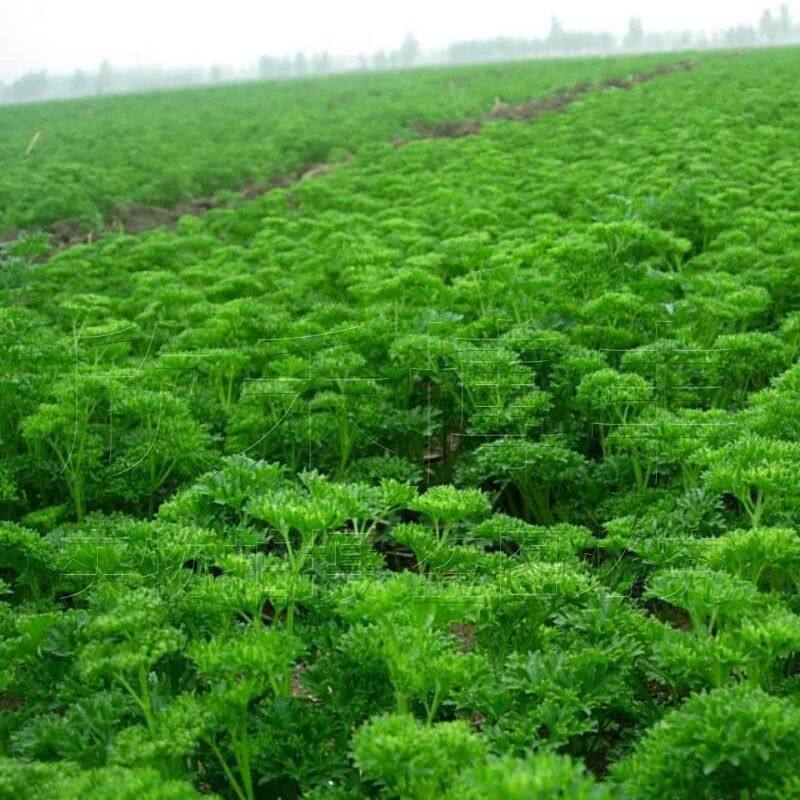 欧芹香料,欧芹调料,荷兰芹欧芹(第2页)_大山谷图库