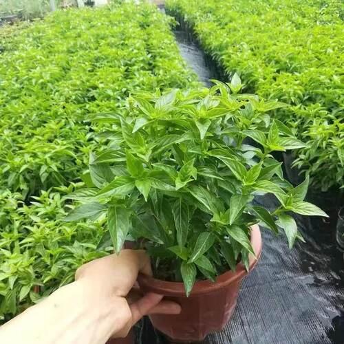 正宗潮汕金不换苗食用九层塔盆栽鱼香菜苗罗勒海鲜调料菜香料植物 - 图2