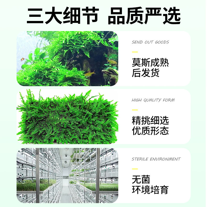 疯狂水草无菌莫斯水草鱼缸造景水草植物真草莫斯树草缸冒泡水草