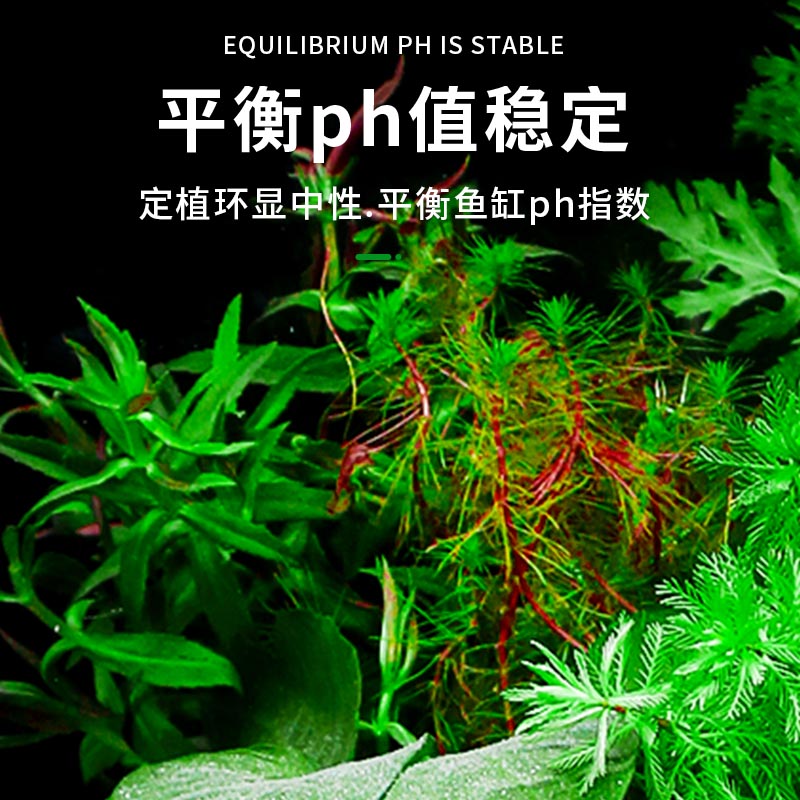 水草植物鱼缸真草造景阴性水榕蜈蚣水草古法养鱼水培植物和鱼共养