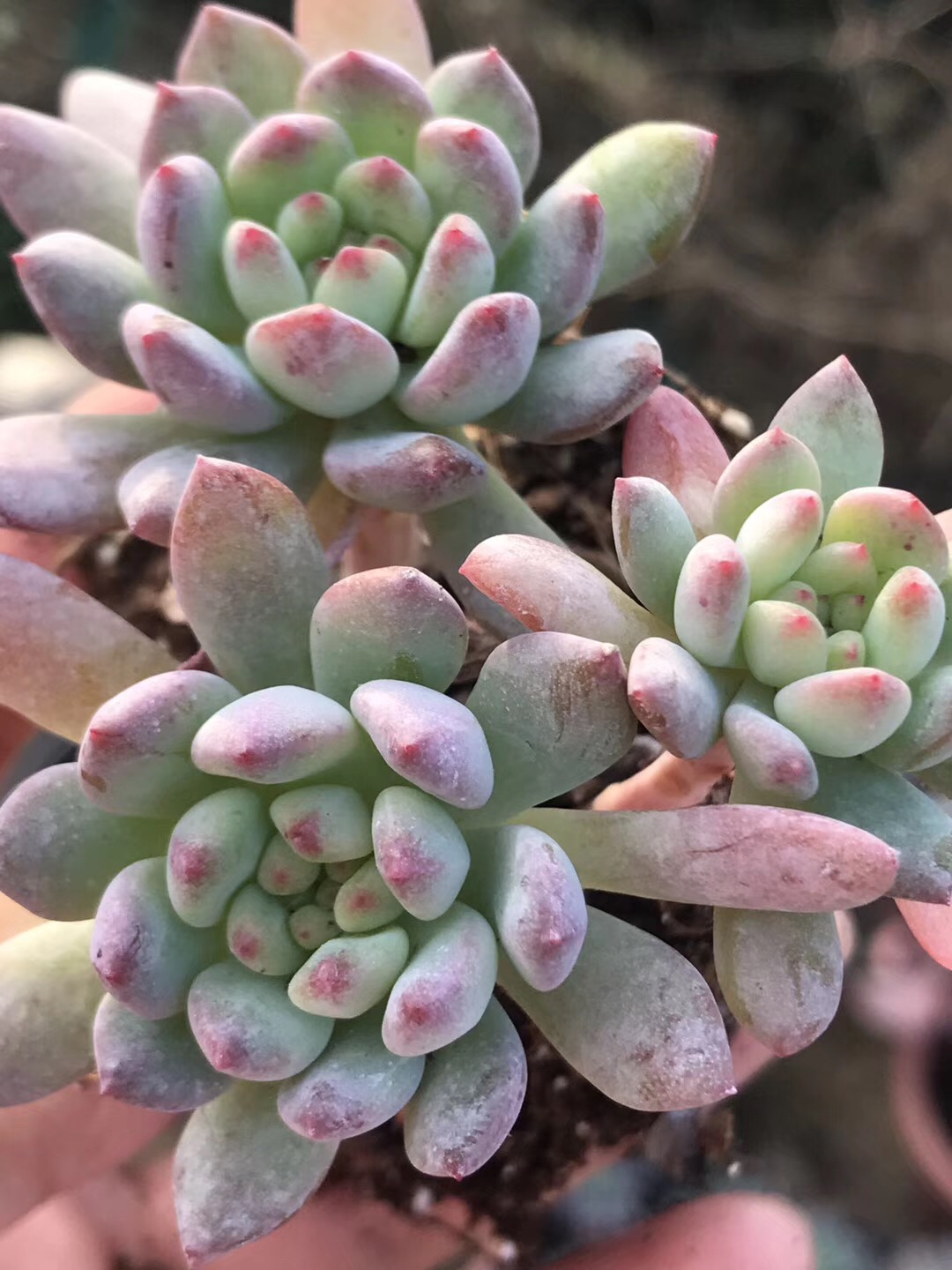 蓝苹果大老桩一物一拍多头大群生有根多肉植物特价满包邮手机实拍 - 图2