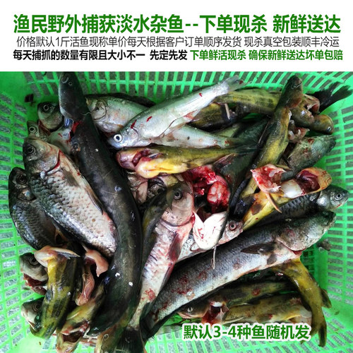 淡水鱼鲜活鲫鱼新鲜黄骨鱼小黑鱼鲶鱼小白条小杂鱼3-4种随机现杀-图3