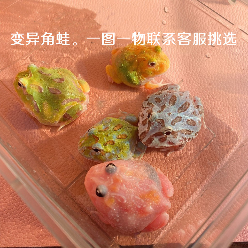 南美角蛙宠物观赏蛙蝌蚪招财青蛙黄金小丑蛙霸王波子姥爷牛奶树蛙 - 图1