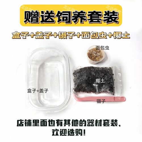 亚洲宠物蝎子雨林蝎大黑蝎子温顺宠物蝎公母繁殖组包活爬宠异宠 - 图1