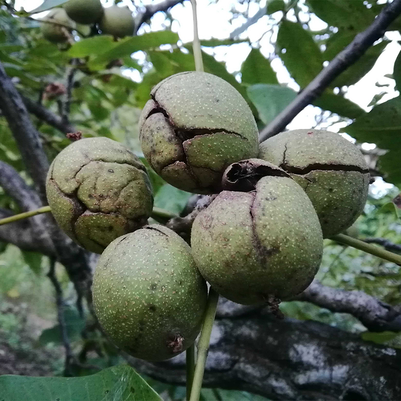 已下市新鲜湿核桃去青皮云南大姚纸皮大薄壳生核桃野生湿嫩核桃 - 图0