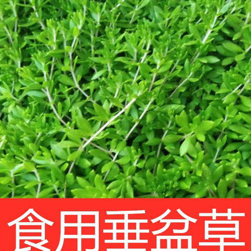 可食用垂盆草盆栽降糖草阳台四季常青吊兰植物耐干耐冻好养包成活 - 图1