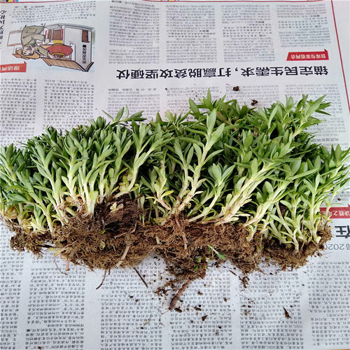 可食用垂盆草盆栽降糖草阳台四季常青吊兰植物耐干耐冻好养包成活 - 图2