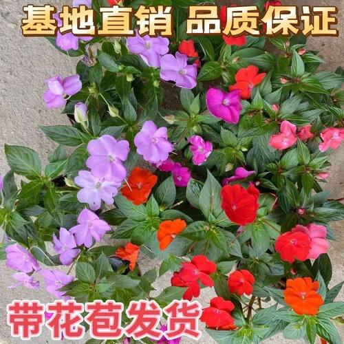 凤仙花盆栽苗带花苞指甲花多季开花不断植物易养植物阳台庭院花卉 - 图1