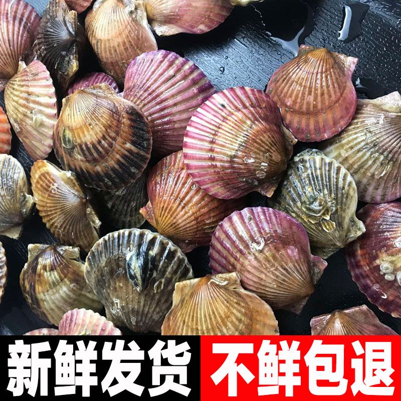 连云港海鲜红扇贝野生小扇贝水产红贝新鲜小红贝鲜活贝类3斤包邮 - 图1