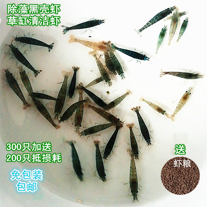 黑壳虾除藻虾大和藻虾鱼缸观赏虾樱花虾苹果螺套餐宠物活体饲料