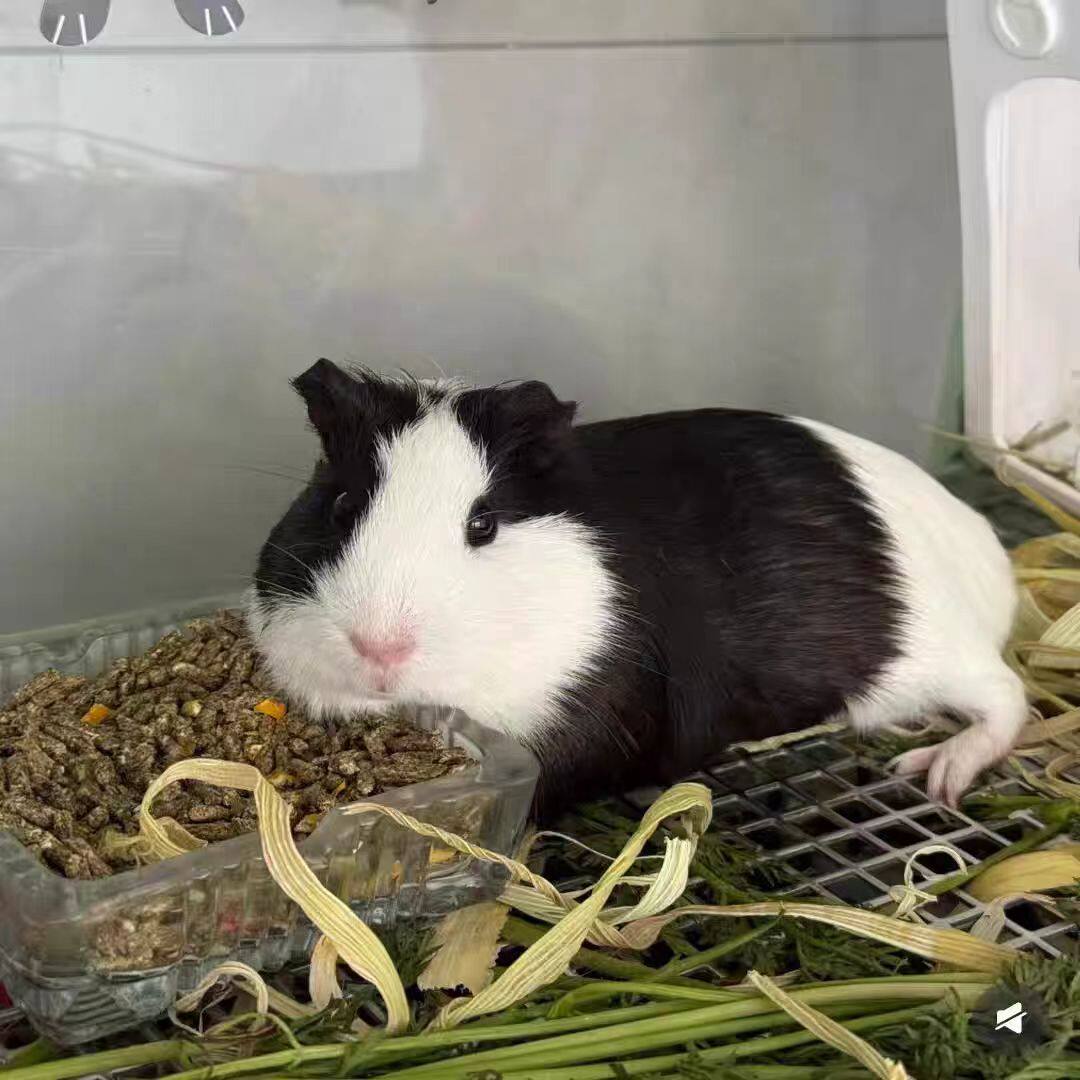 活体荷兰鼠可繁殖豚鼠活物荷兰猪亲人宠物饲养简单包邮包成活率高,淘宝优惠券,粉丝福利购,淘宝优惠卷