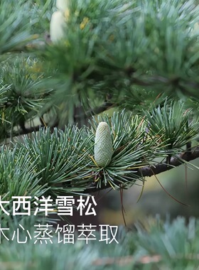 雪松精油香薰安抚按摩测试推荐